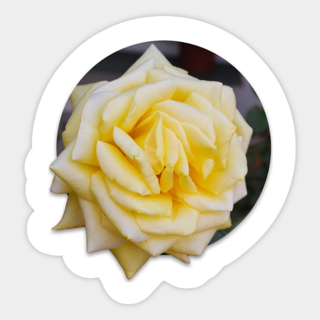 Yellow Rose Sticker by brittney_taylor13